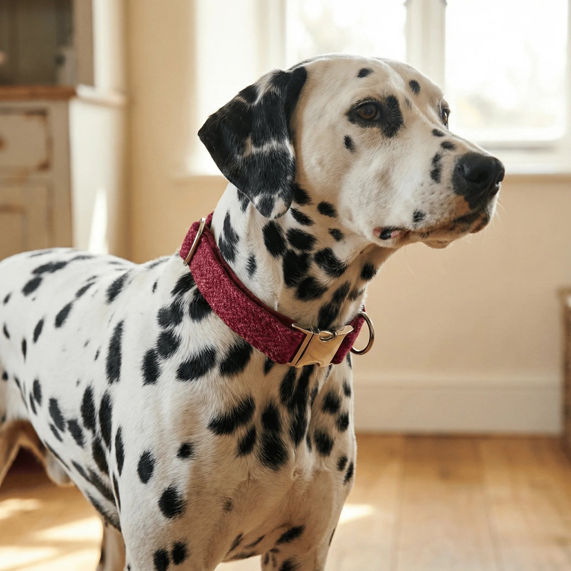 Raspberry & Coral Herringbone Harris Tweed Dog Collar - Collared Creatures LTD