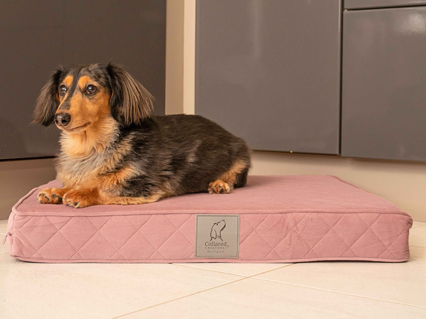 A dachshund lying on a small dusky pink dog mattress bed from Collared Creatures in a tiled kitchen.