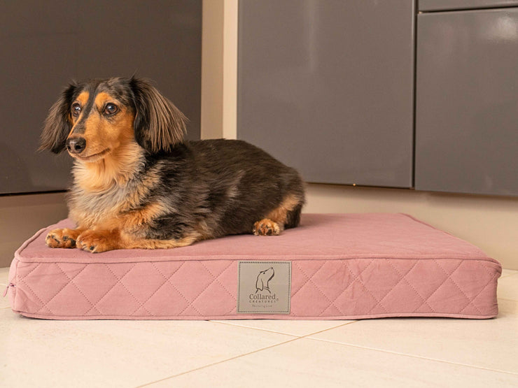 A dachshund lying on a small dusky pink dog mattress bed from Collared Creatures in a tiled kitchen.
