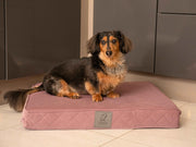 Dachshund resting on a compact dusky pink luxury dog mattress bed in a contemporary kitchen space. Collared Creatures