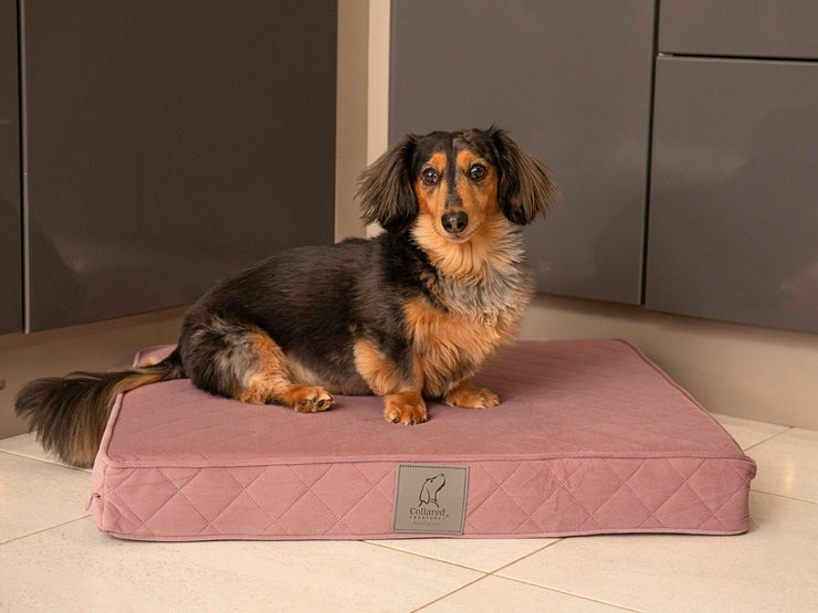 Dachshund resting on a compact dusky pink luxury dog mattress bed in a contemporary kitchen space. Collared Creatures
