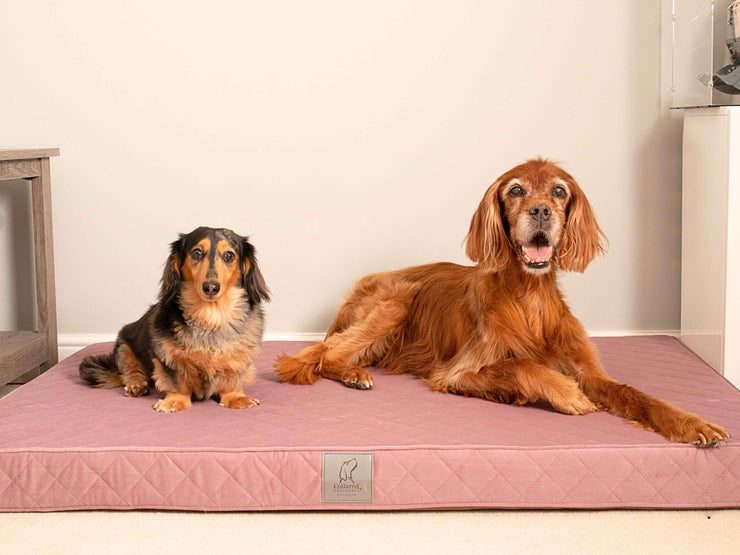 Two dogs lying comfortably on a Collared Creatures dusky pink luxury dog mattress bed in a modern room.