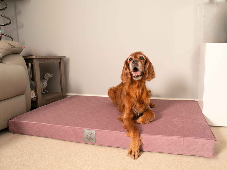 Senior dog lounging on a dusky pink mattress bed designed for comfort and support by Collared Creatures.