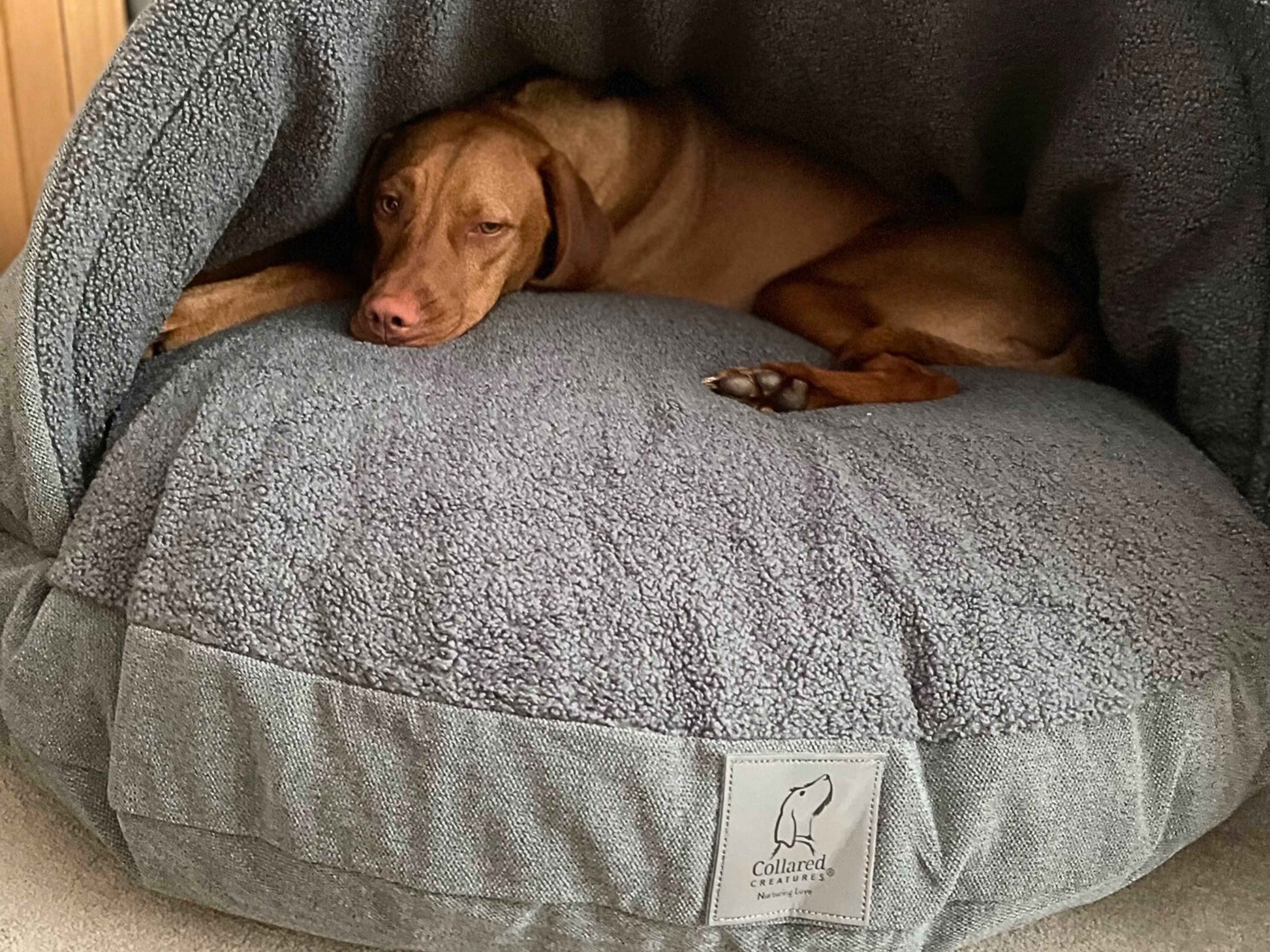 Vizsla snuggled inside grey dog cave bed with soft faux fur lining - Collared Creatures