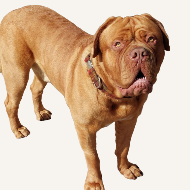 Can’t Find a Collar That Actually Fits Your Dog Properly?
