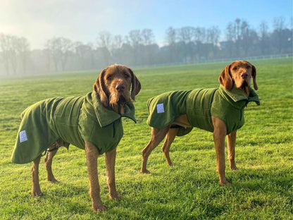 green dog drying coat collared creatures