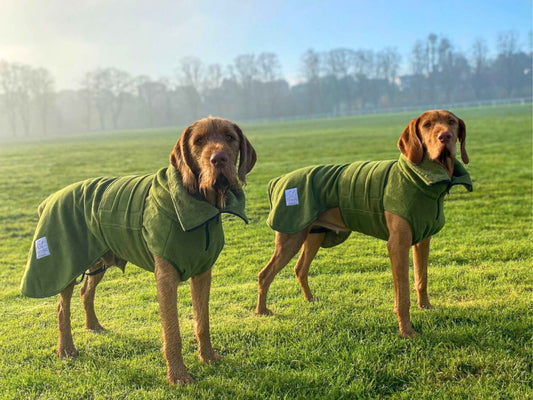 green dog drying coat collared creatures