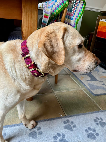 Cerise Check - Buckle Fastening Luxury Harris Tweed Dog Collar