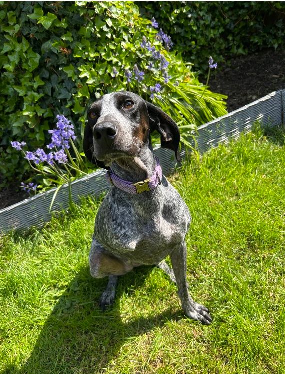 lilac and blue harris tweed dog collar 