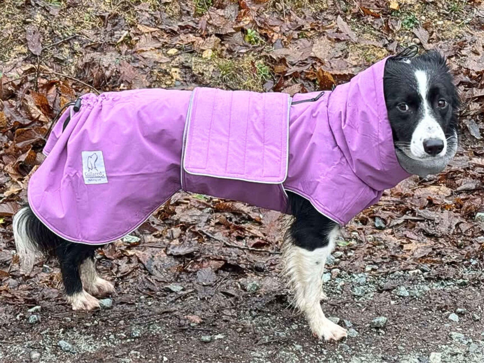 Purple Best Waterproof Dog Walking Coat Uk Magenta Waterproof Dog