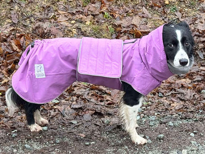 Border Collie wearing a purple waterproof dog coat standing on a leaf-covered ground