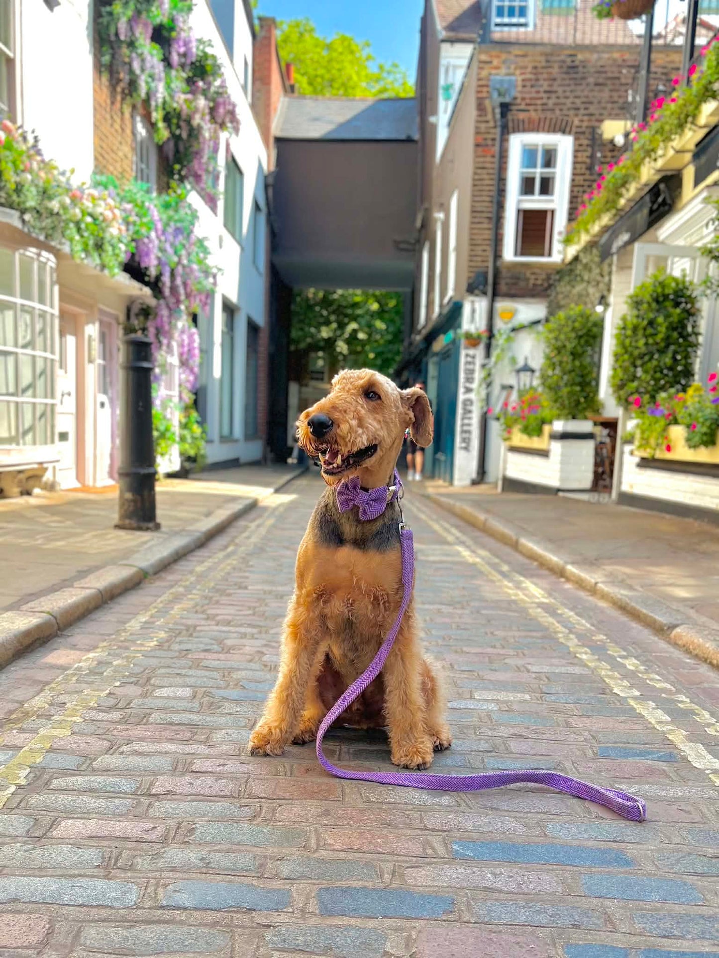 Dog sitting on a leash in a quaint street with flowers and buildings in the background