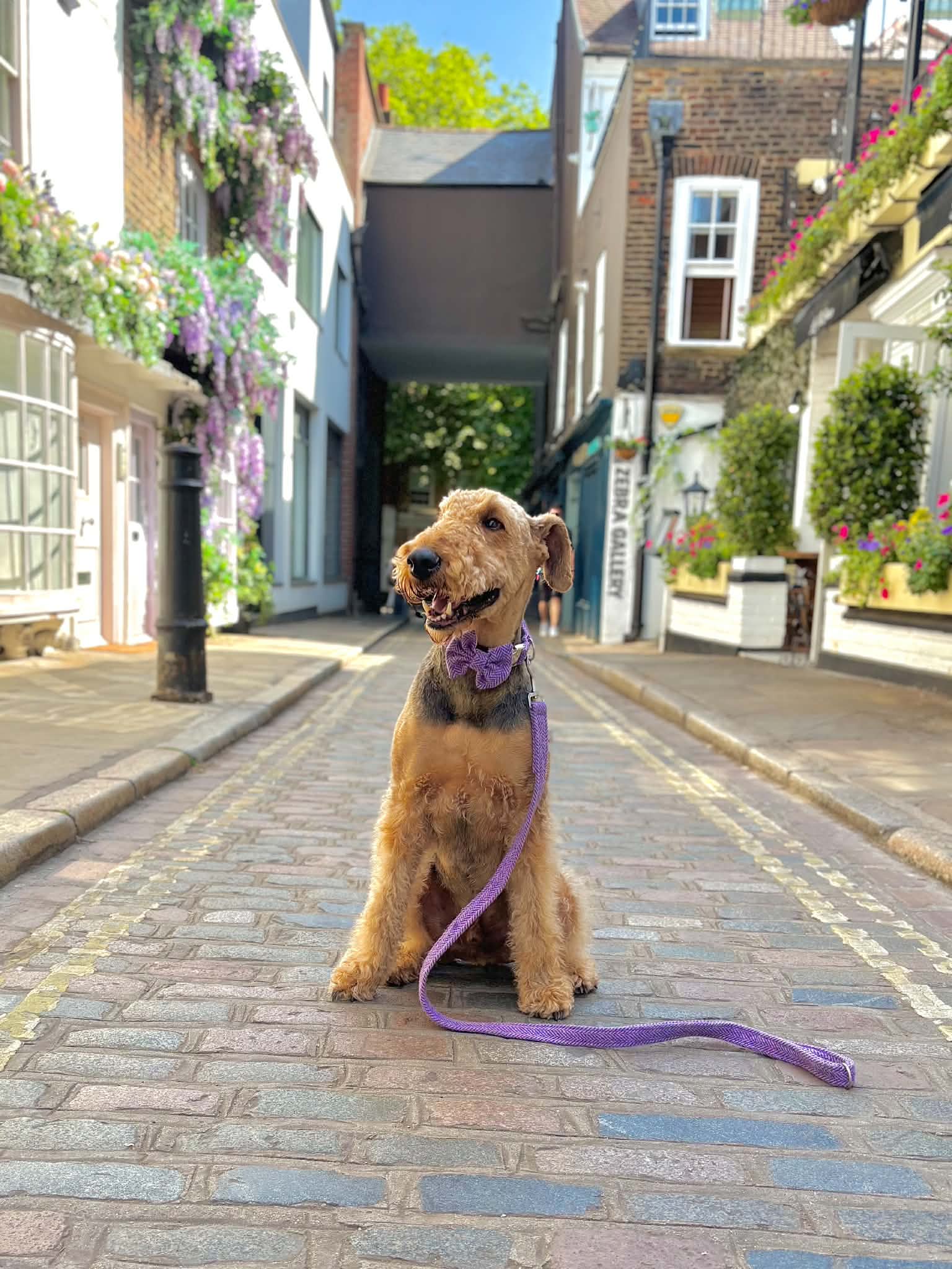 Dog sitting on a leash in a quaint street with flowers and buildings in the background