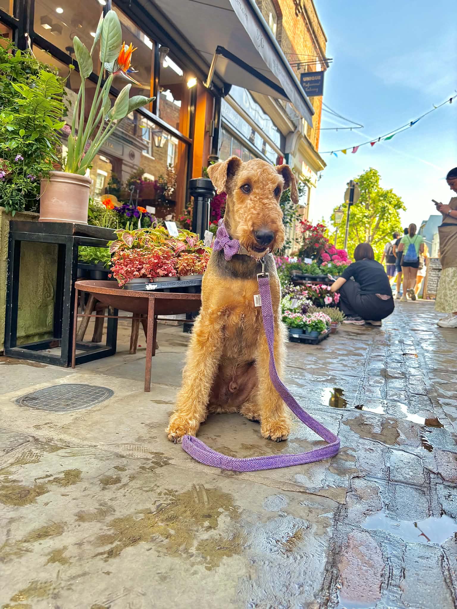 Dog on a leash in an outdoor market setting with flowers and people in the background.