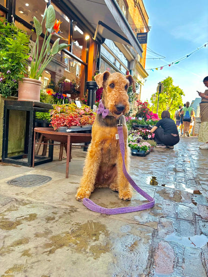 Dog on a leash in an outdoor market setting with flowers and people in the background.