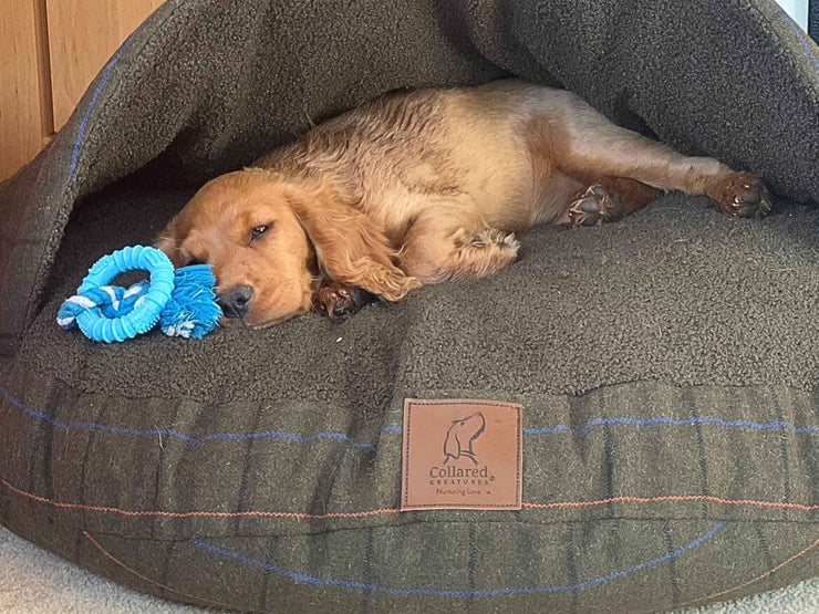 Small puppy lying inside a Green Tweed cave bed next to a blue chew toy, showing teddy fleece comfort - Collared Creatures