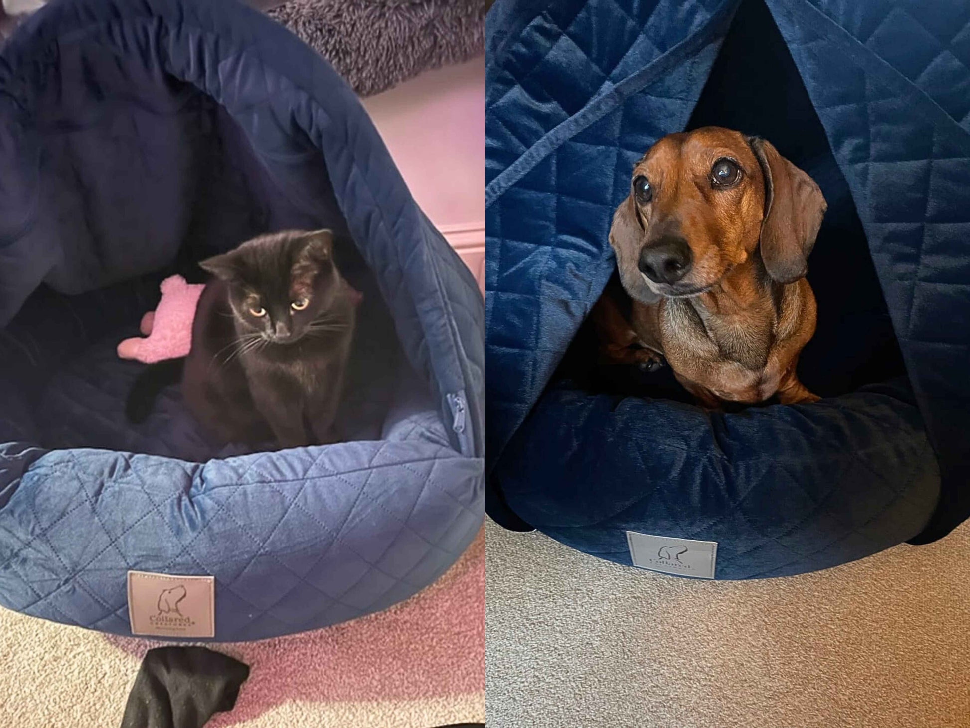 Black cat and Dachshund enjoying the comfort of the Sapphire Blue Quilted Cocoon Beds