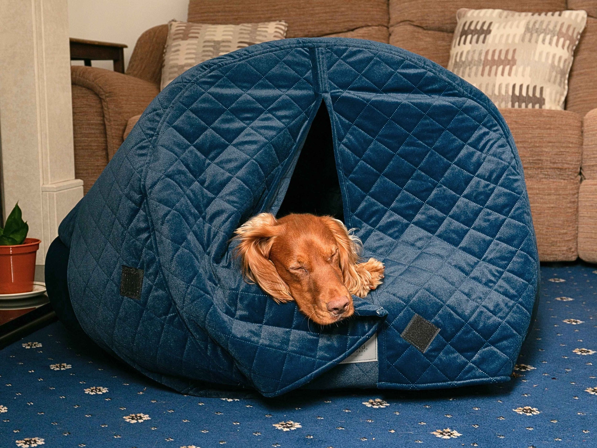 Spaniel sleeping soundly in the Sapphire Blue Cocoon Dog Bed with curtains closed