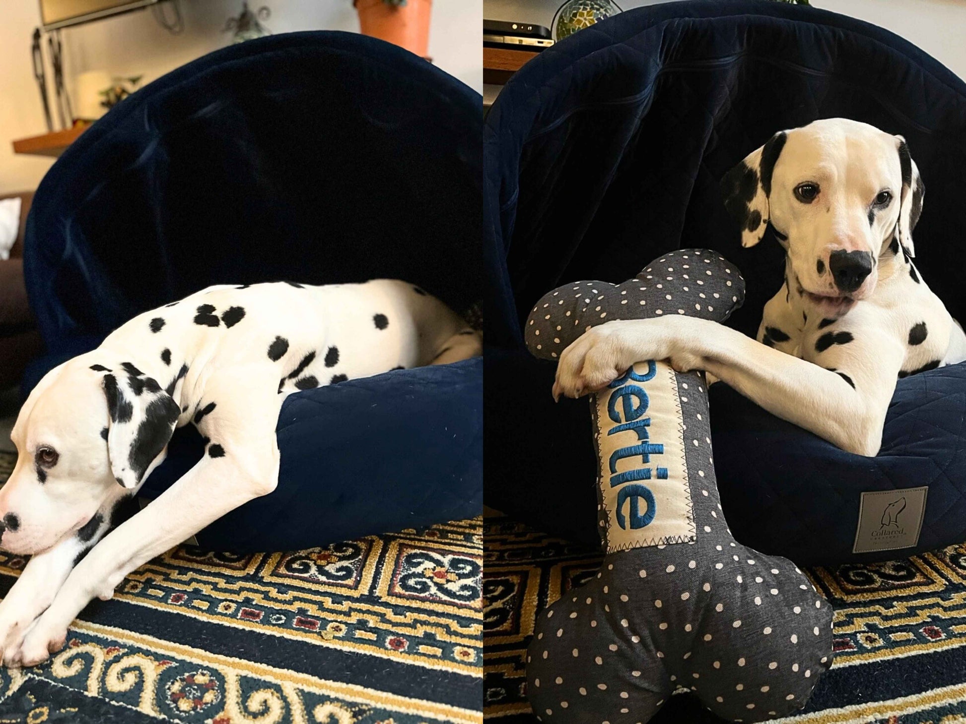 Dalmatian lounging and cuddling a plush toy in the Sapphire Blue Cocoon Dog Bed