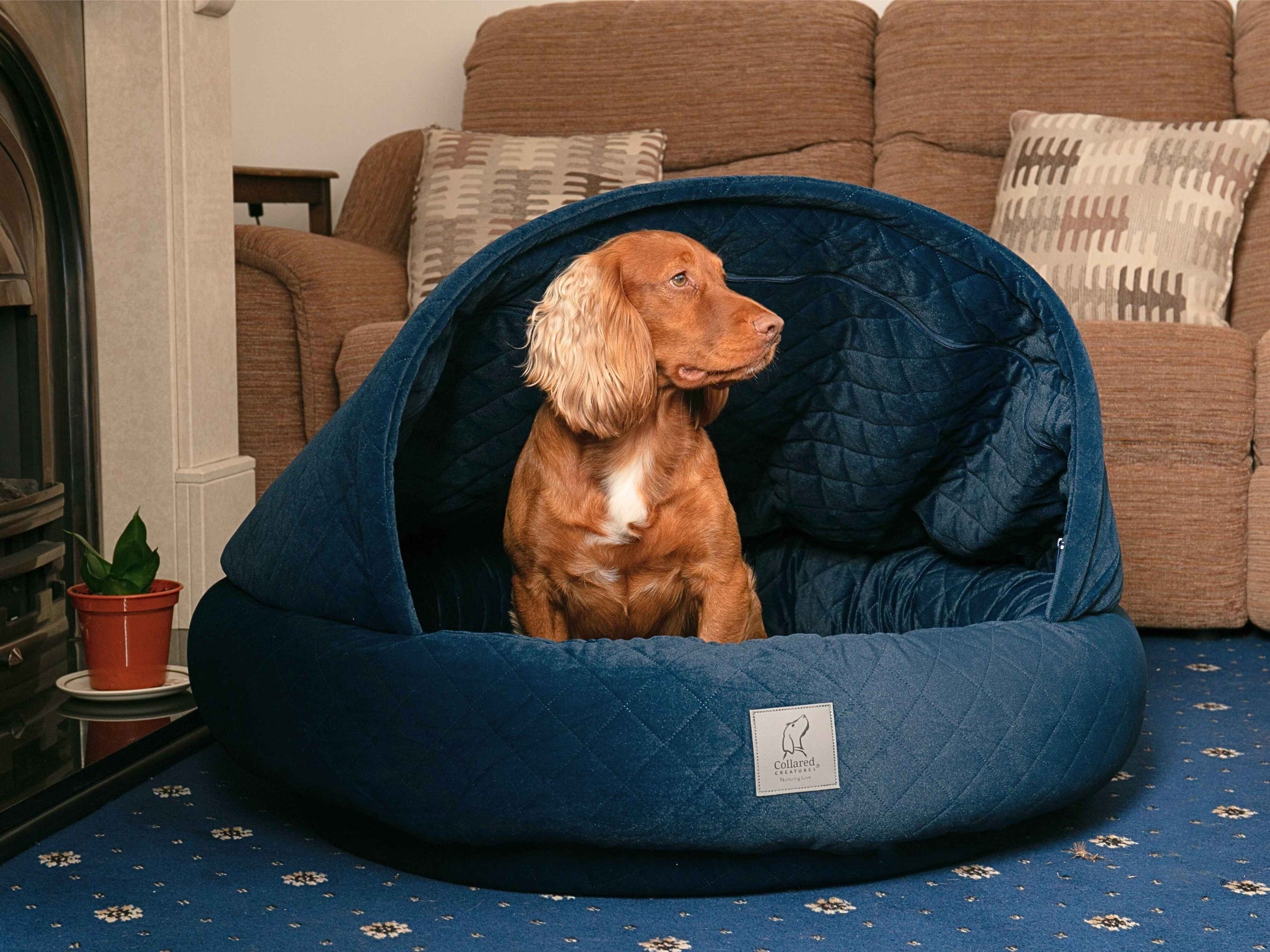 Spaniel sitting alert in the spacious Sapphire Blue Cocoon Dog Bed