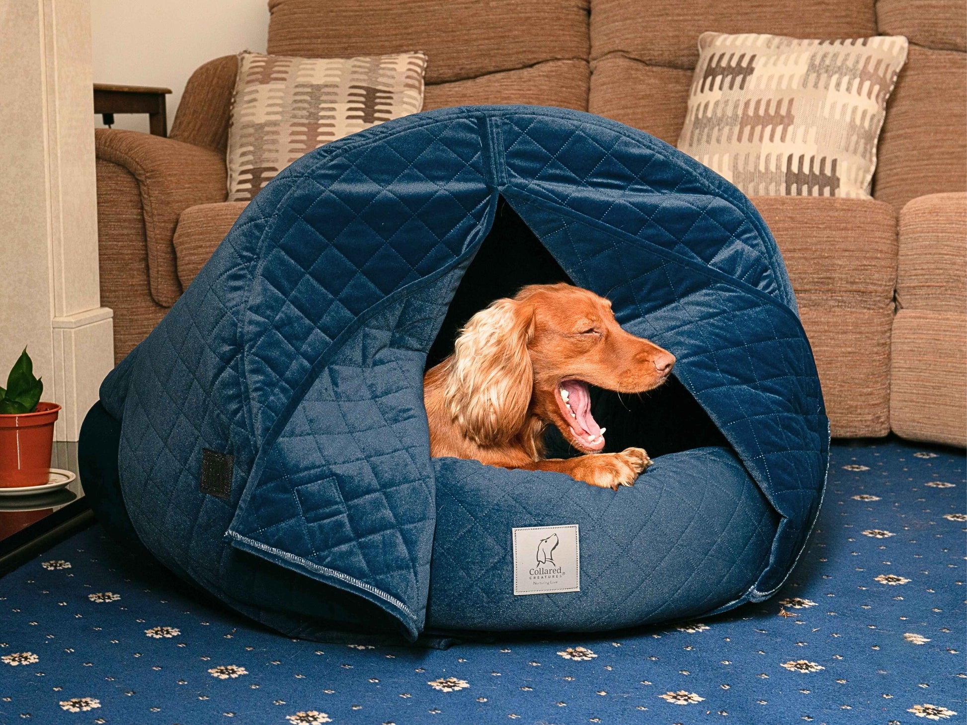 Spaniel yawning while resting inside the Sapphire Blue Quilted Velour Cocoon Dog Bed
