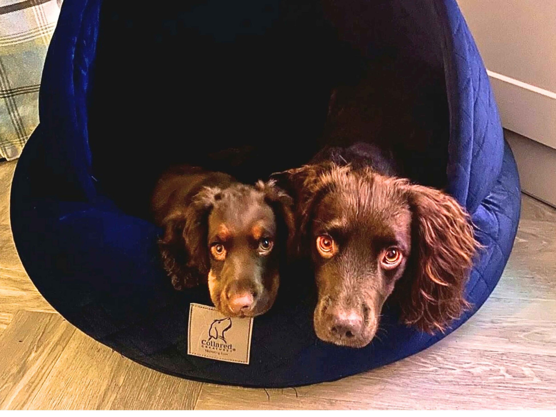 Two brown spaniels cuddled up together inside the Sapphire Blue Cocoon Bed