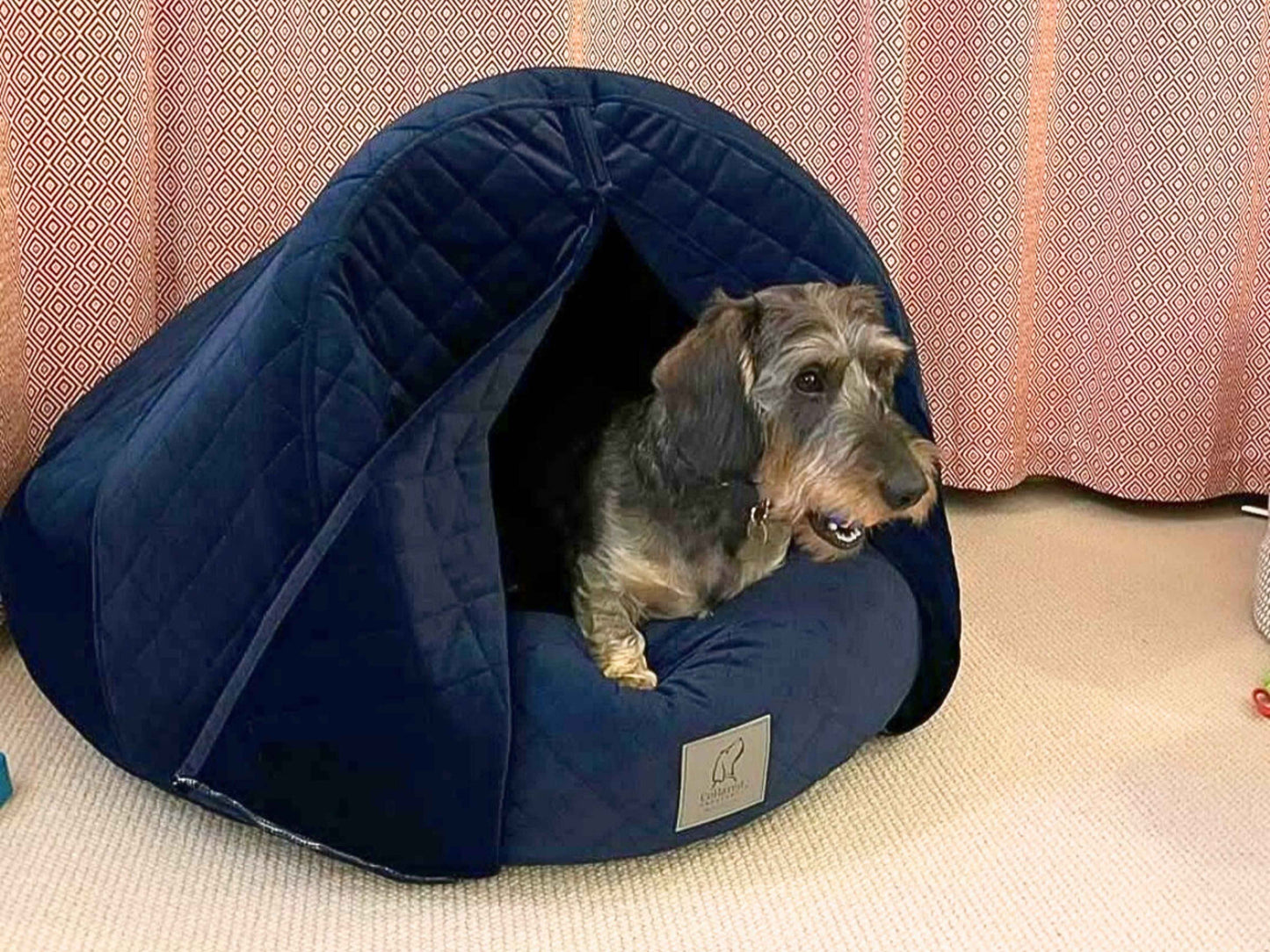 Dachshund peeking out from the Sapphire Blue Cocoon Dog Bed with curtains