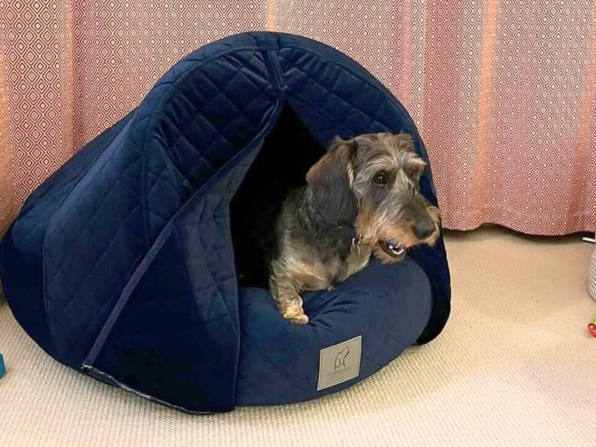 Dachshund peeking out from the Sapphire Blue Cocoon Dog Bed with curtains