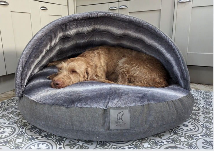 Firm clearance dog bed