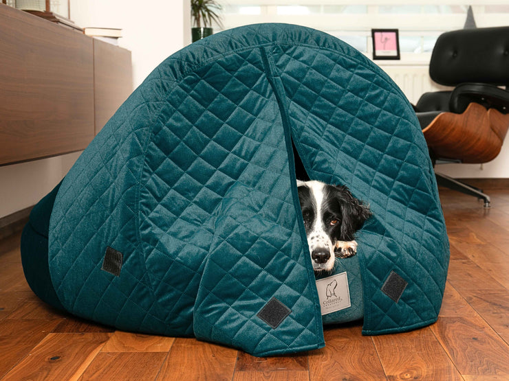 Springer Spaniel peeking out from behind the closed teal cocoon bed curtains