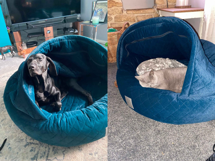 Split image showing a black dog and a grey cat each relaxing in their teal cocoon dog beds