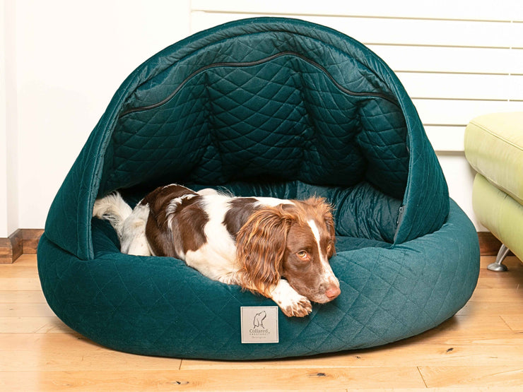 Liver and white Springer Spaniel resting in a teal velour cocoon bed by Collared Creatures