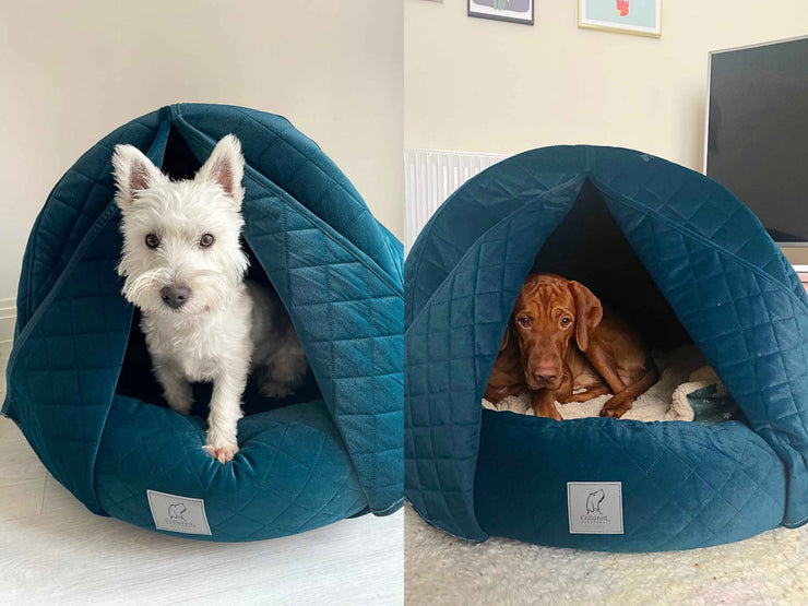 Split image of a Westie and a Vizsla dog comfortably lounging in teal cocoon dog beds