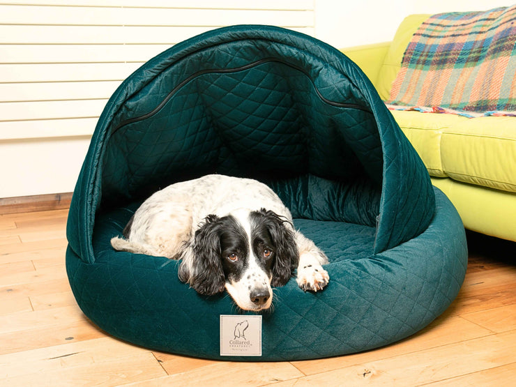 Springer Spaniel resting inside a large teal velour cocoon dog bed by Collared Creatures