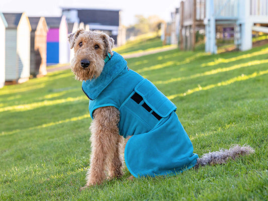 Dog wearing a blue dog drying coat sitting on grass