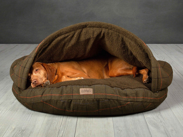 Vizsla dog fully stretched out and asleep in a Green Tweed cave bed with structured hood and plush interior by Collared Creatures