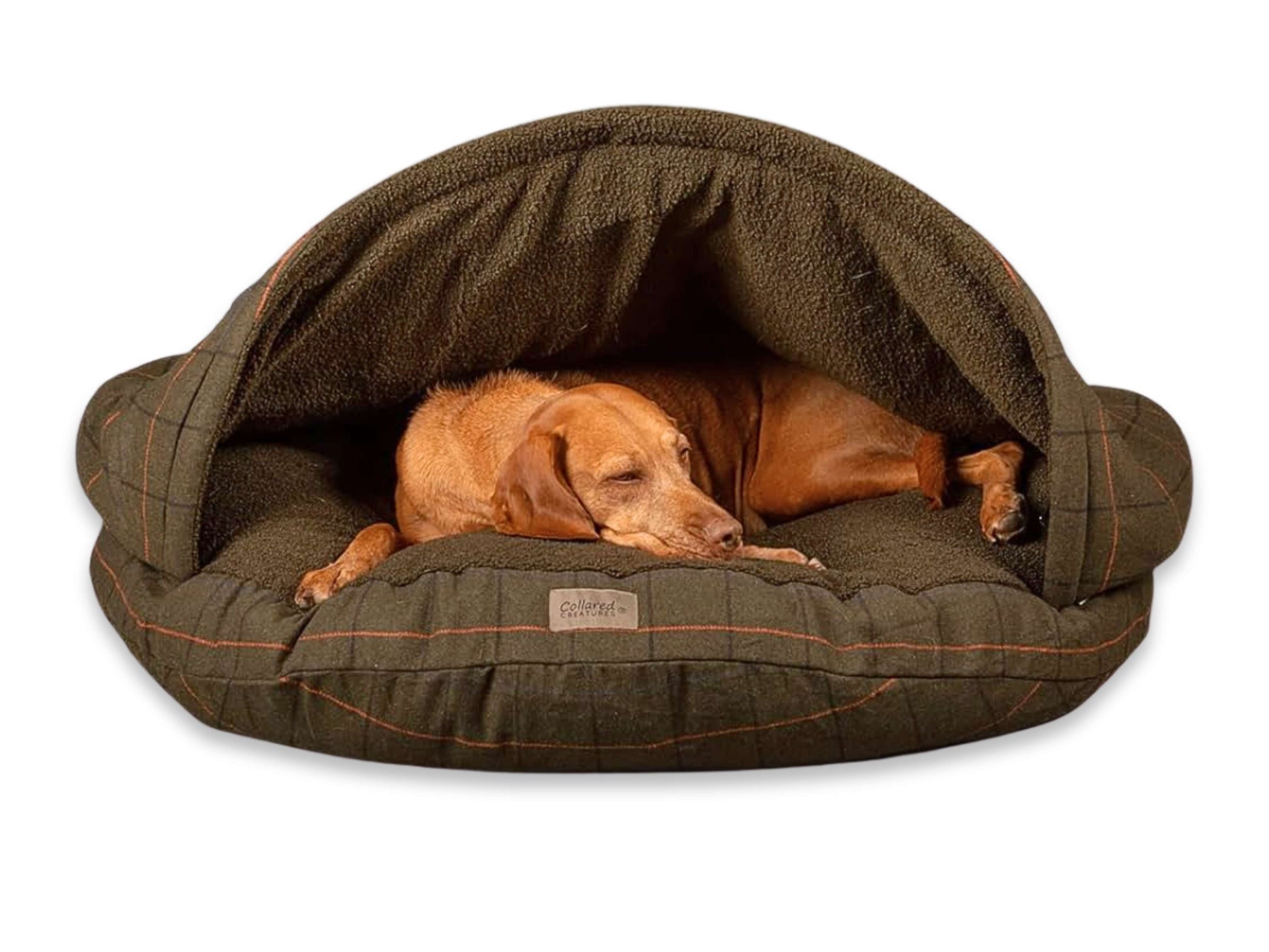 Vizsla dog lounging in a Green Tweed luxury cave bed by Collared Creatures, peeking out from under the rigid hood