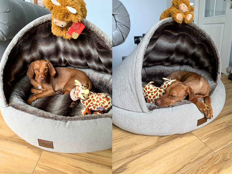 Brown Vizsla dog lying and sleeping inside the Beige Deluxe Cocoon Dog Bed by Collared Creatures with plush toys