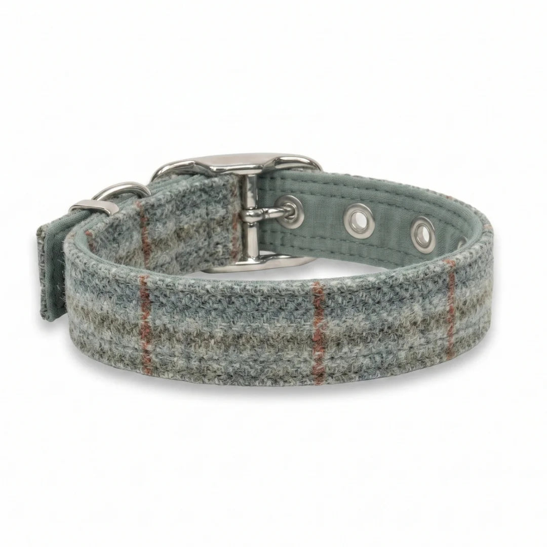 rear view abraham moon buckle collar on white background