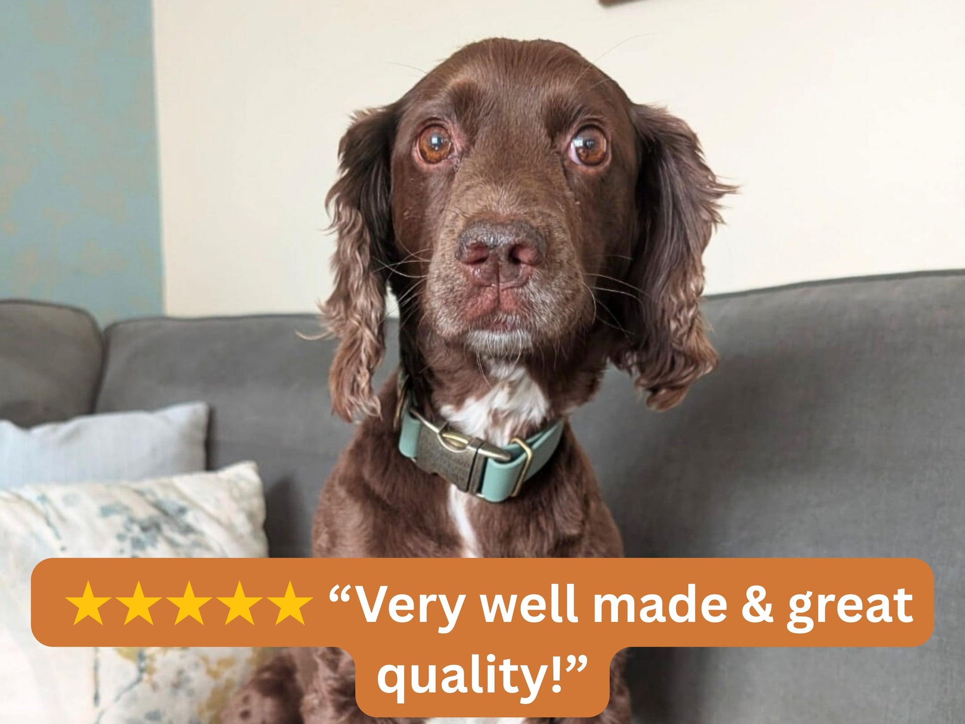 Dog wearing a green Biothane collar indoors with a 5-star customer review saying “Very well made & great quality.