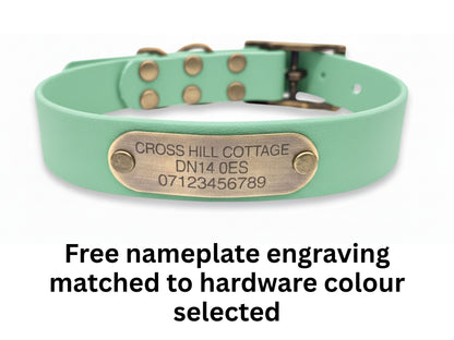 Light green dog collar with a brass nameplate on a white background