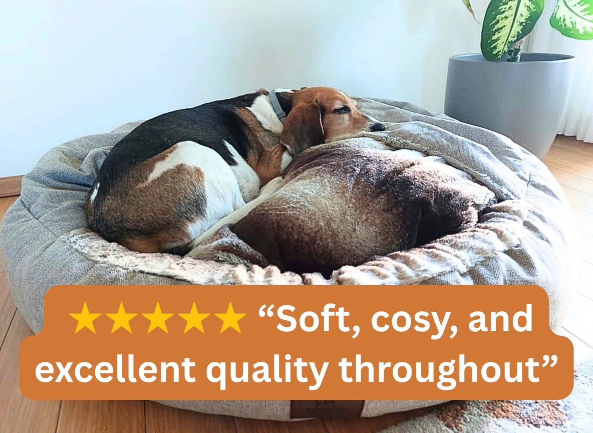 Dog lying on a soft pet bed with a five-star rating text overlay.