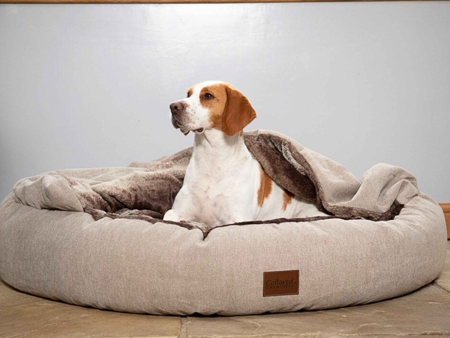 Beagle sitting comfortably in beige cocoon dog bed with raised hood