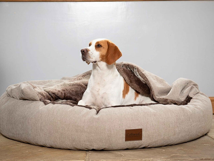 Beagle sitting comfortably in beige cocoon dog bed with raised hood