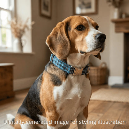 Dog wearing a blue collar in a home setting