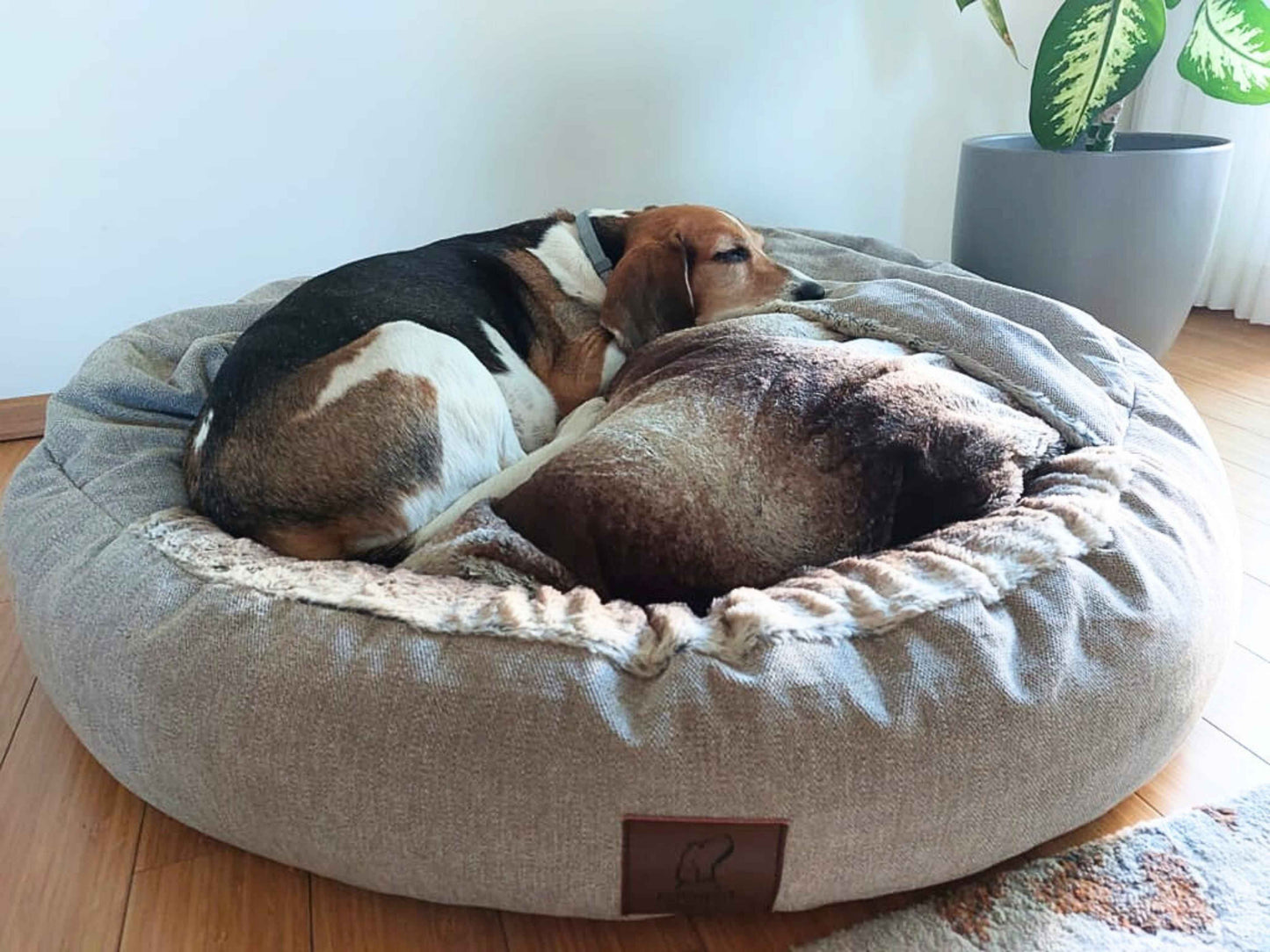 Two Beagles cuddling in large beige cocoon dog bed with fleece hood