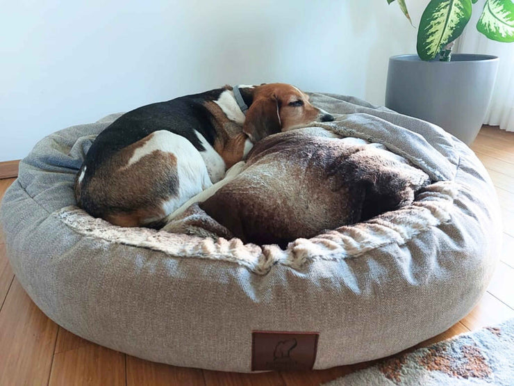 Two Beagles cuddling in large beige cocoon dog bed with fleece hood
