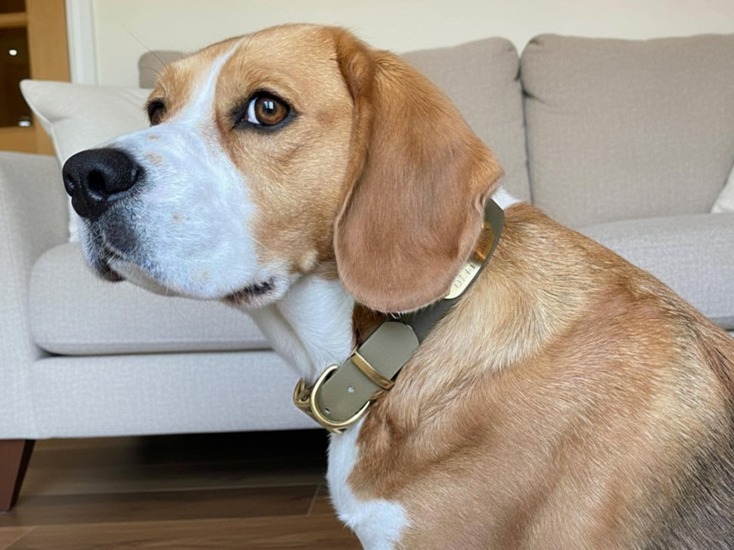 Dog with a beige and olive green collar sitting on a couch in a living room.