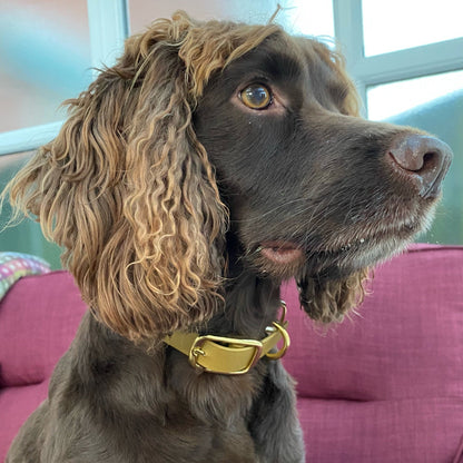 Dog with a beige collar sitting on a pink couch