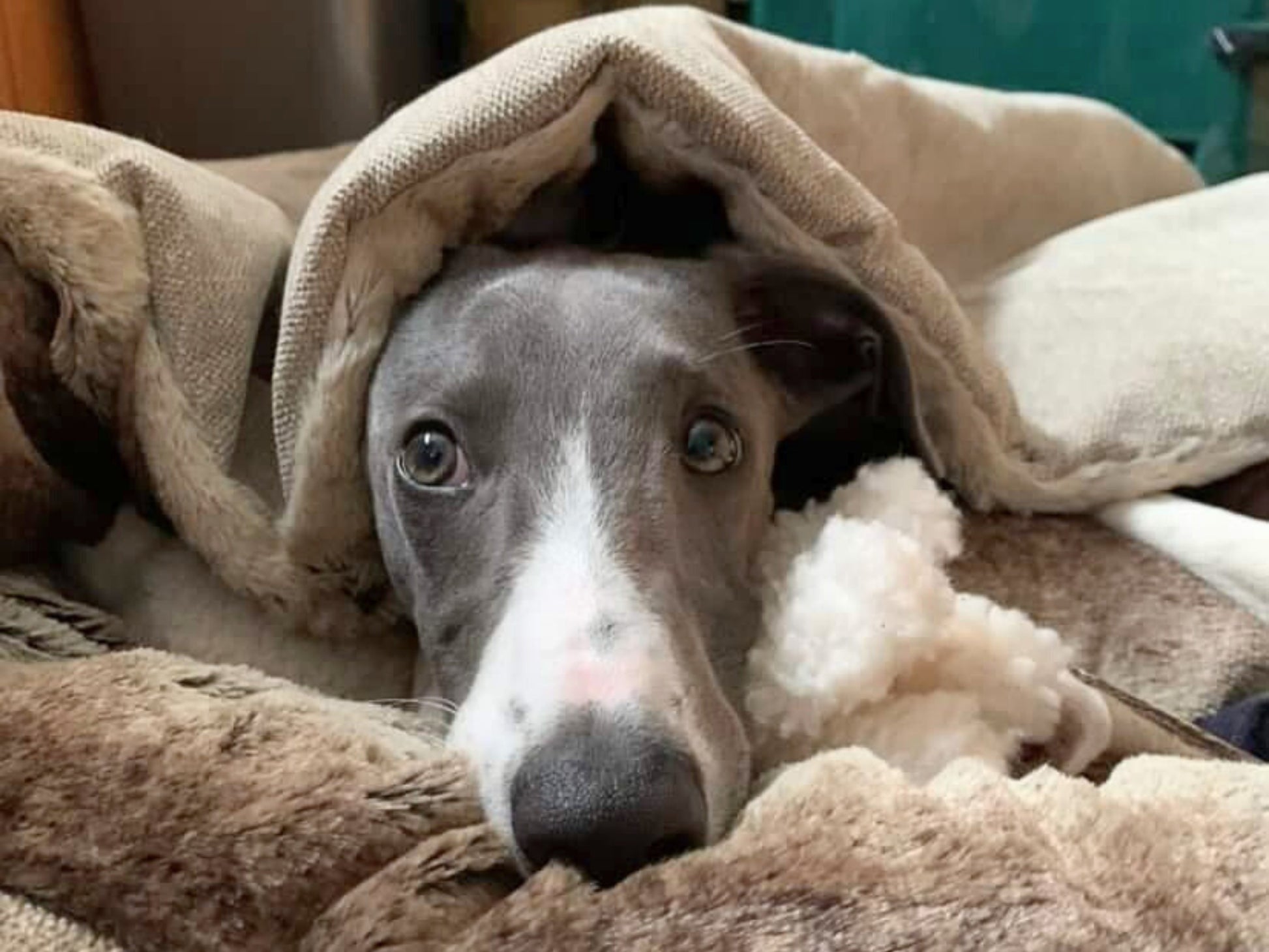 Dog peeking out from under a cocoon bed